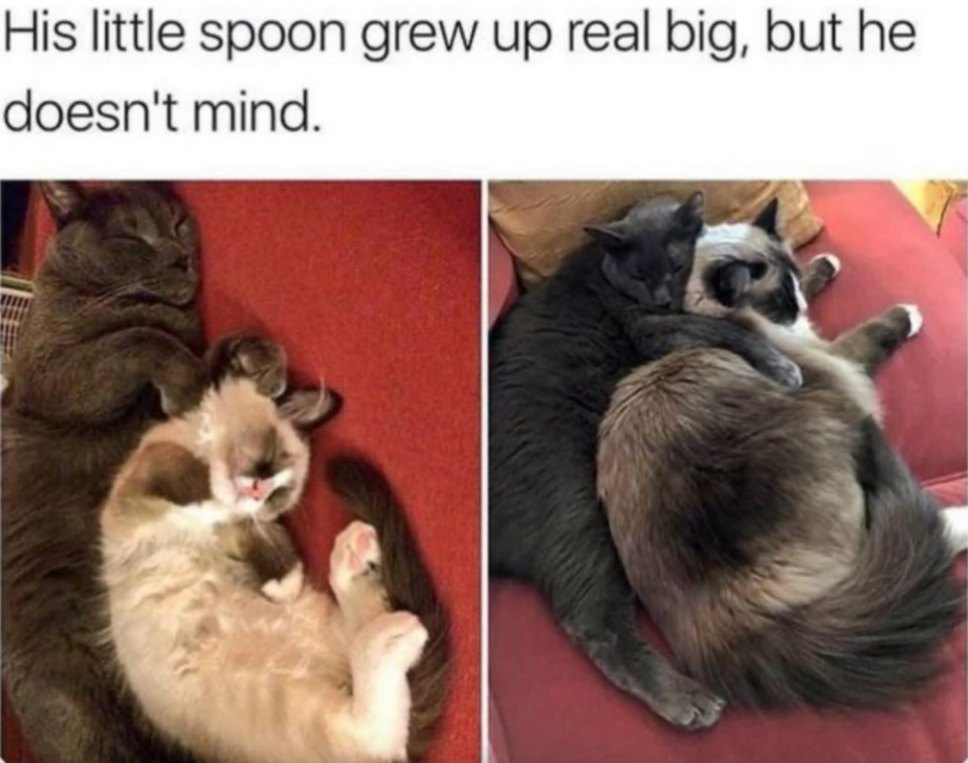 guys as the little spoon memes - His little spoon grew up real big, but he doesn't mind.